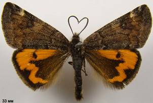 B.notha_2