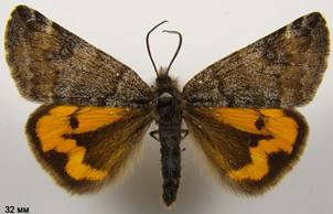 B.notha_4