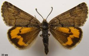 B.notha_5