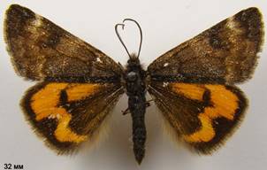 B.notha_6