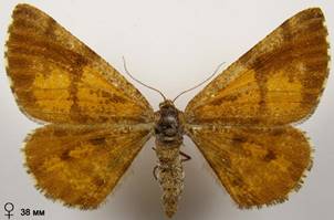 B.piniaria_1