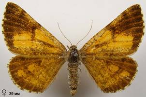 B.piniaria_3