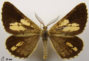 B.piniaria_7