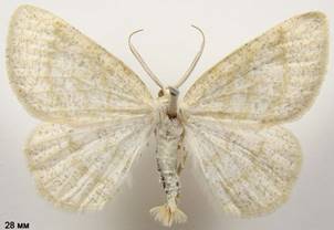 C.exanthemata_1