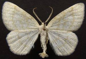 C.exanthemata_1.