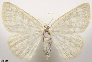 C.exanthemata_2