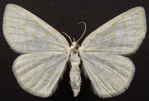 C.exanthemata_2.