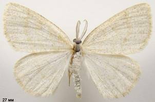 C.exanthemata_456