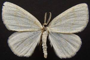 C.exanthemata_456.