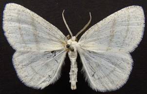 C.pusaria_1.