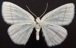 C.pusaria_2.