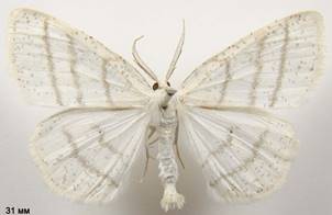 C.pusaria_142