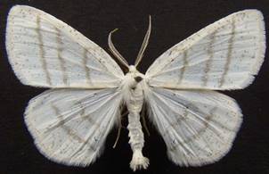 C.pusaria_142.
