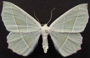 C.margaritaria_2.