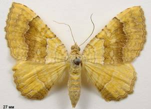 C.bilineata_2