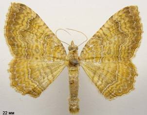 C.bilineata_4