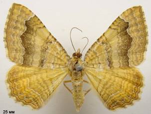 C.bilineata_5