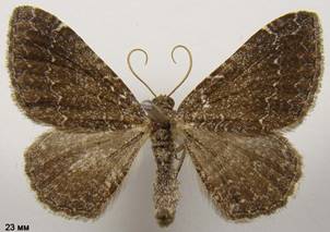 C.riguata_2