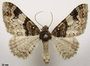 C.cuculata_1