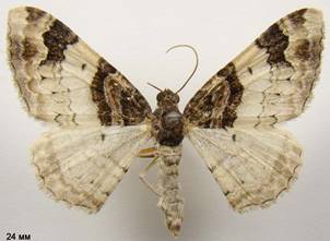 C.cuculata_2