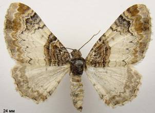 C.cuculata_3