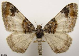 C.cuculata_4