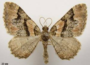 C.rubidata