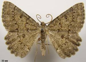 C.obscurata