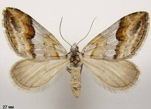 C.rufata_1