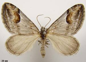 C.rufata_2