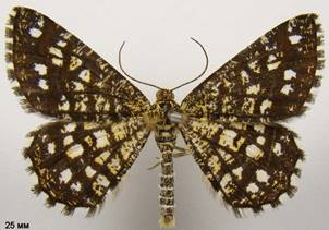 C.clathrata_1