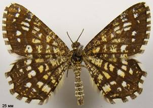 C.clathrata_2