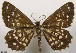 C.clathrata_3
