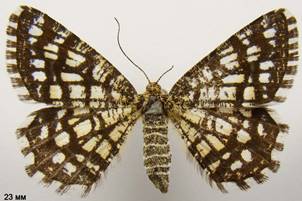 C.clathrata_4