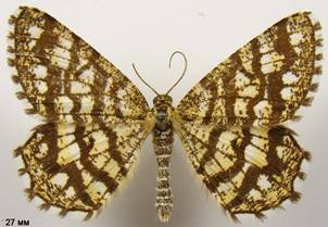 C.clathrata_5