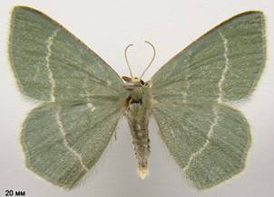 C.cloraria_2