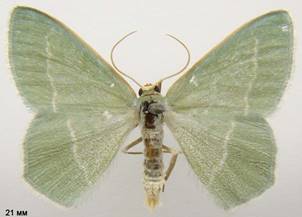 C.viridata_2