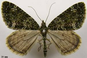 C.siterata_4