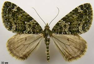 C.siterata_1