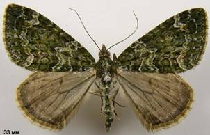 C.siterata_5