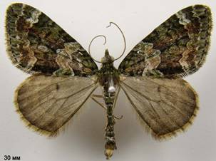 C.siterata_3
