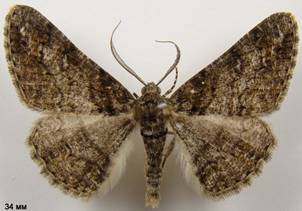 C.cinctaria_4