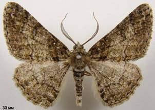 C.cinctaria_5