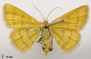 C.filacearia_1