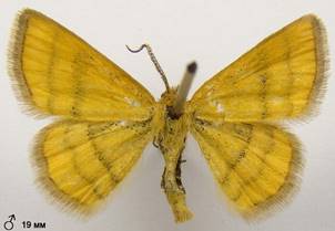 C.filacearia_3