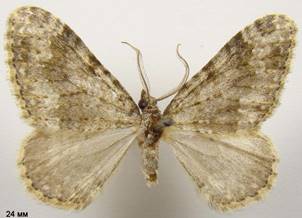 C.ablutaria