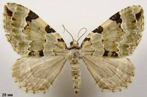 C.pectinataria_1