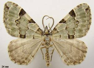 C.pectinataria_2