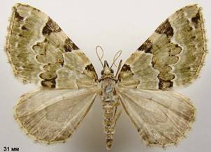 C.pectinataria_3
