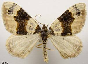 C.ocellata_2